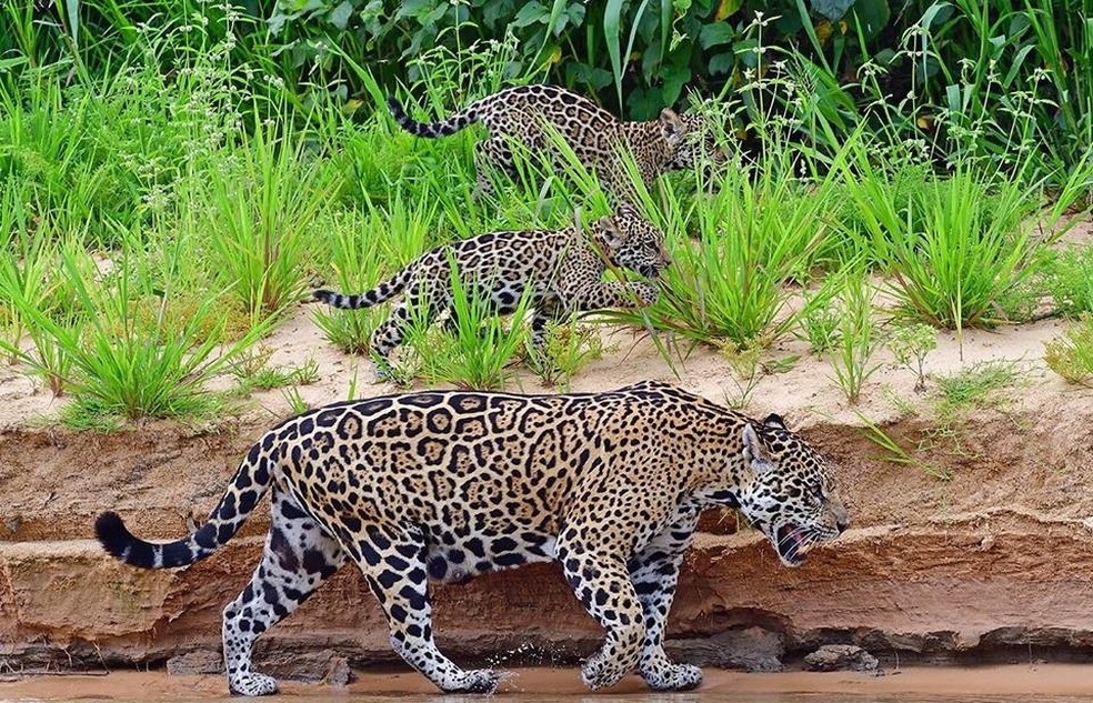 Onças-pintadas podem ser observadas no Pantanal de Mato Grosso — Foto: Pablo Cersosimo