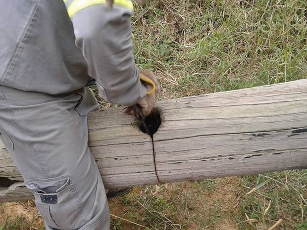 Ninho de família de corujas estava dentro de um poste de madeira (Foto: Roberto da Luz/ arquivo pessoal)