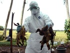 Agentes de saúde queimam patos com gripe aviária na Indonésia