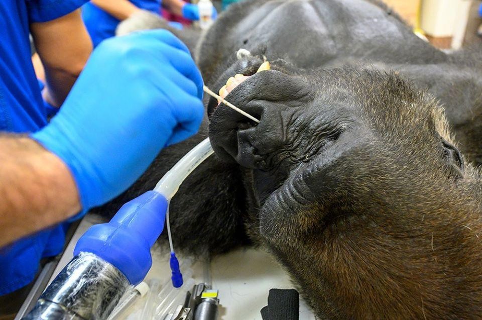 Zoológico de Miami realiza teste de coronavírus em Gorila (Foto: Reprodução/Twitter)