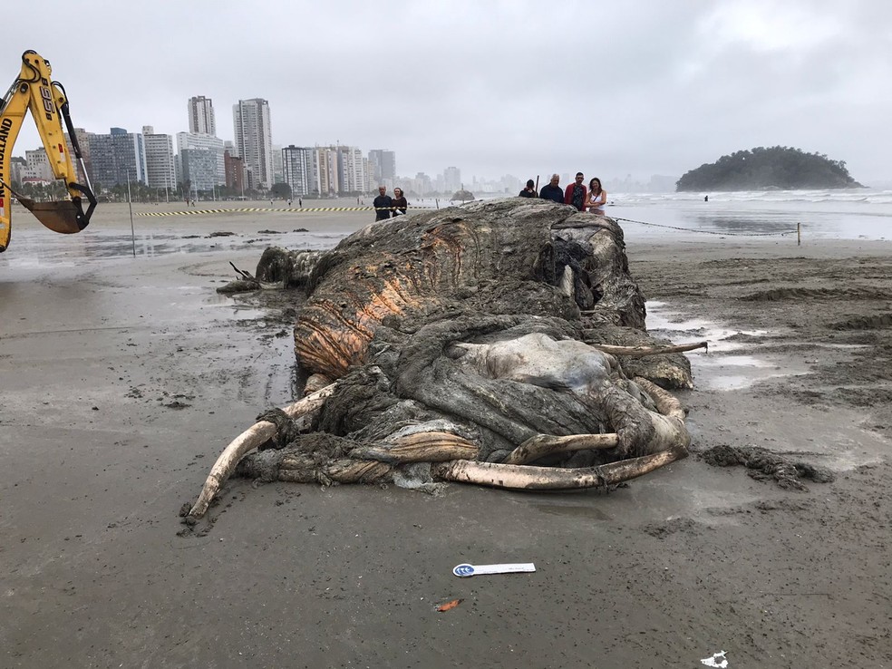O animal foi localizado por volta das 5h deste sábado (15), na faixa de areia da Praia do Itararé, em São Vicente, no litoral de SP — Foto: Insitituto Gremar/Reprodução