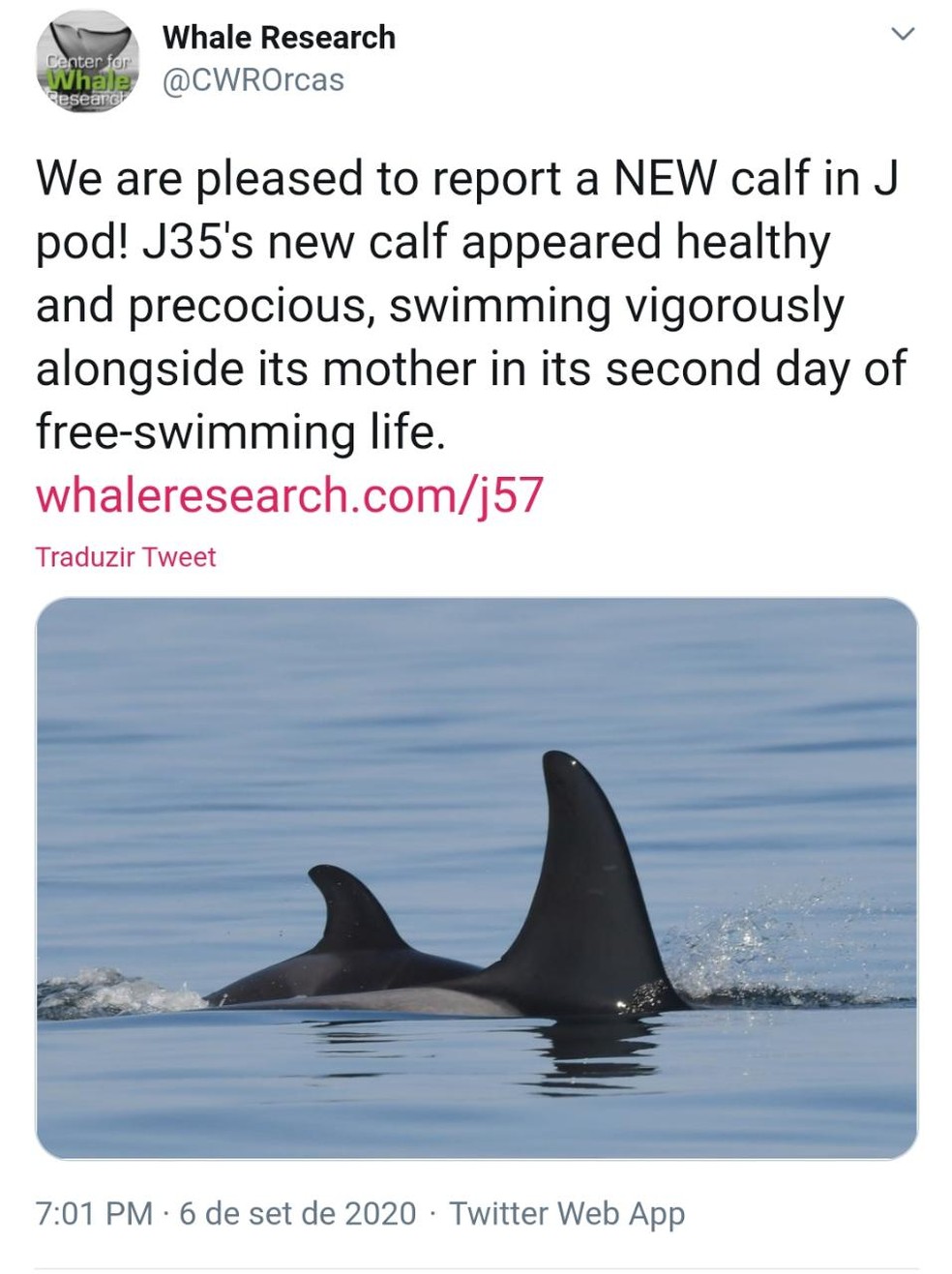Na foto, Centro de Pesquisa de Baleias em Washington, no oeste dos Estados Unidos, comemora o nascimento do filhote da orca Tahlequah (na foto, o animal menor). — Foto: Reprodução/Twitter