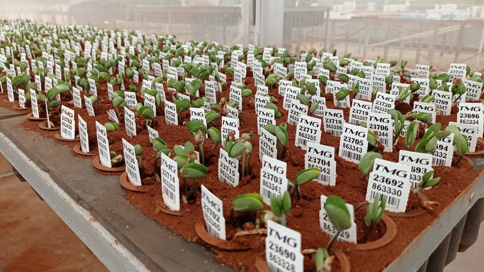 Estufa de cultivo de soja da empresa de melhoramento TMG  Foto: Anderson Viegas/g1 MS