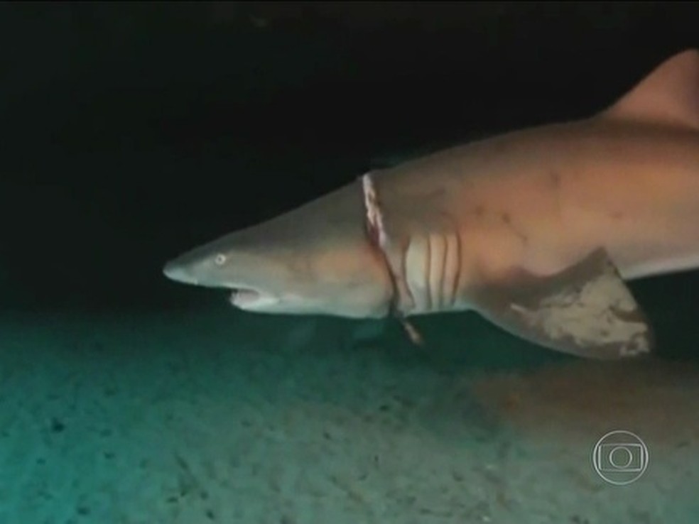 Reprodução de imagem de um tubarão na Austrália — Foto: Rede Globo