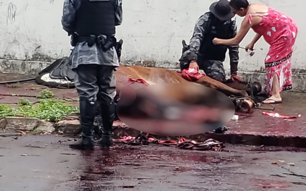 Égua Panamá prestava serviços à Polícia Militar goiana há 13 anos — Foto: Divulgação/Polícia Militar
