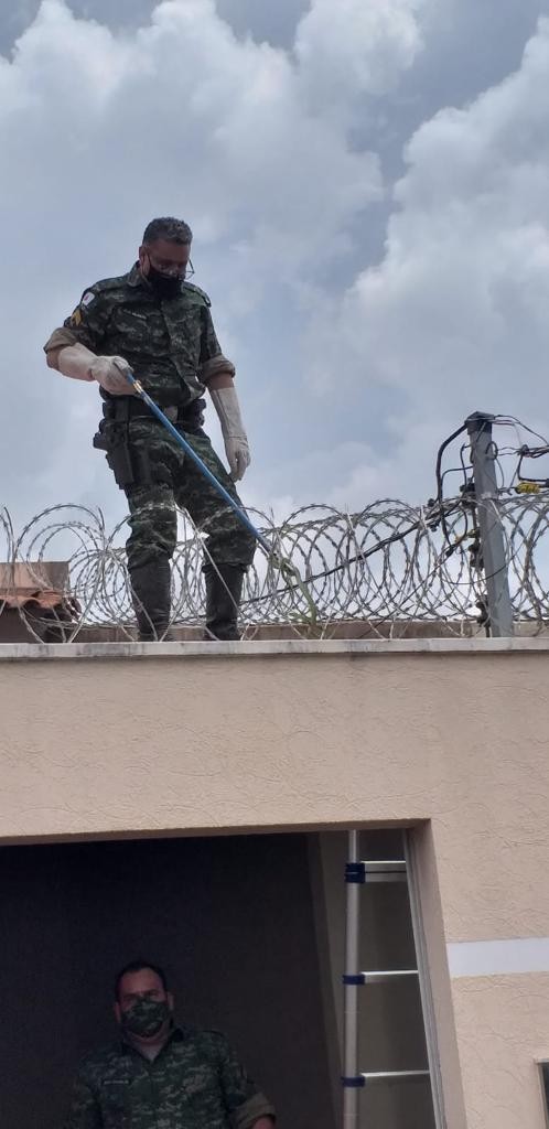 Cobra-cipó é capturada em varanda de residência em Ituiutaba; veja vídeo e fotos