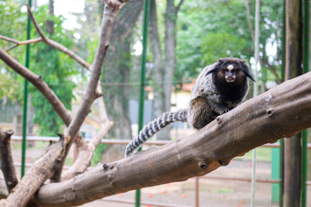 Zoológico de Piracicaba realiza visitação noturna; vagas limitadas