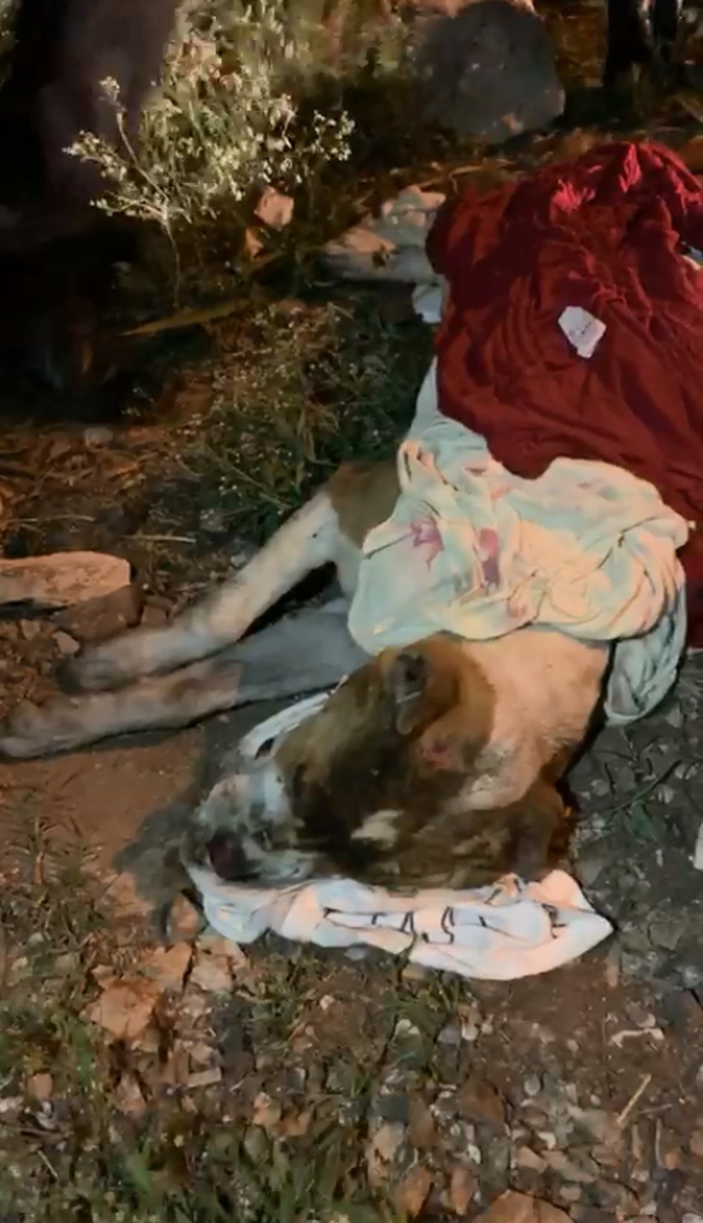 Pitbull que foi queimado estava enrolado em cobertor em Limeira — Foto: Associação Limeirense de Proteção aos Animais