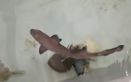 Tubarão engravida a si mesma e tem filhote em aquário na Itália (Foto: Reprodução/Facebook Acquario Cala Gonone)