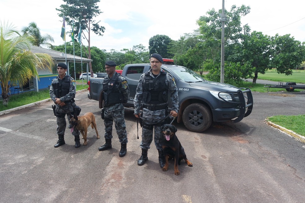 C&atilde;es est&atilde;o sendo treinados para atua&ccedil;&atilde;o em est&aacute;dio durante Campeonato Rondoniense  &mdash; Foto: Divulga&ccedil;&atilde;o