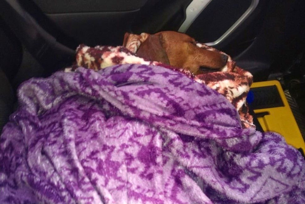 Cachorro foi encontrado enterrado às margens de rodovia — Foto: União Protetora dos Animais de Itapetininga/ Divulgação 