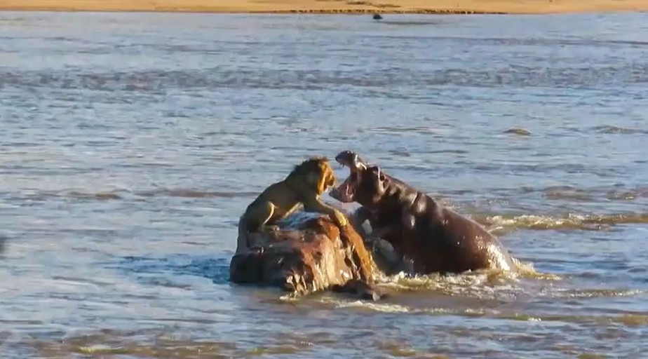Visitantes flagraram momento exato em que hipopótamo se aproveita de situação e ataca leão que estava em uma rocha em um rio na África do Sul