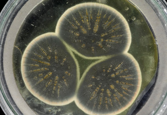 Mofo criado a partir da amostra inicial do fungo estudado por Fleming (Foto: CABI)
