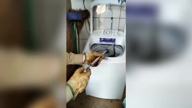 Cobra que estava dentro de mquina de lavar roupas  resgatada em Luzinia, Gois