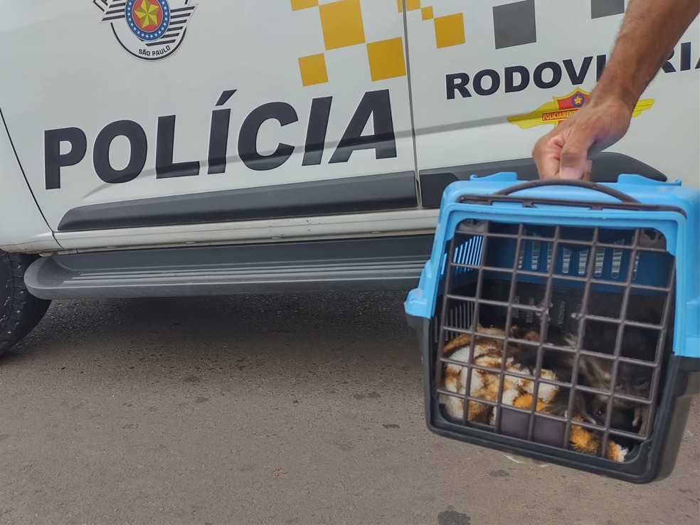Animais foram apreendidos pela Polícia Rodoviária em Santa Cruz do Rio Pardo  — Foto: Polícia Rodoviária/ Divulgação 