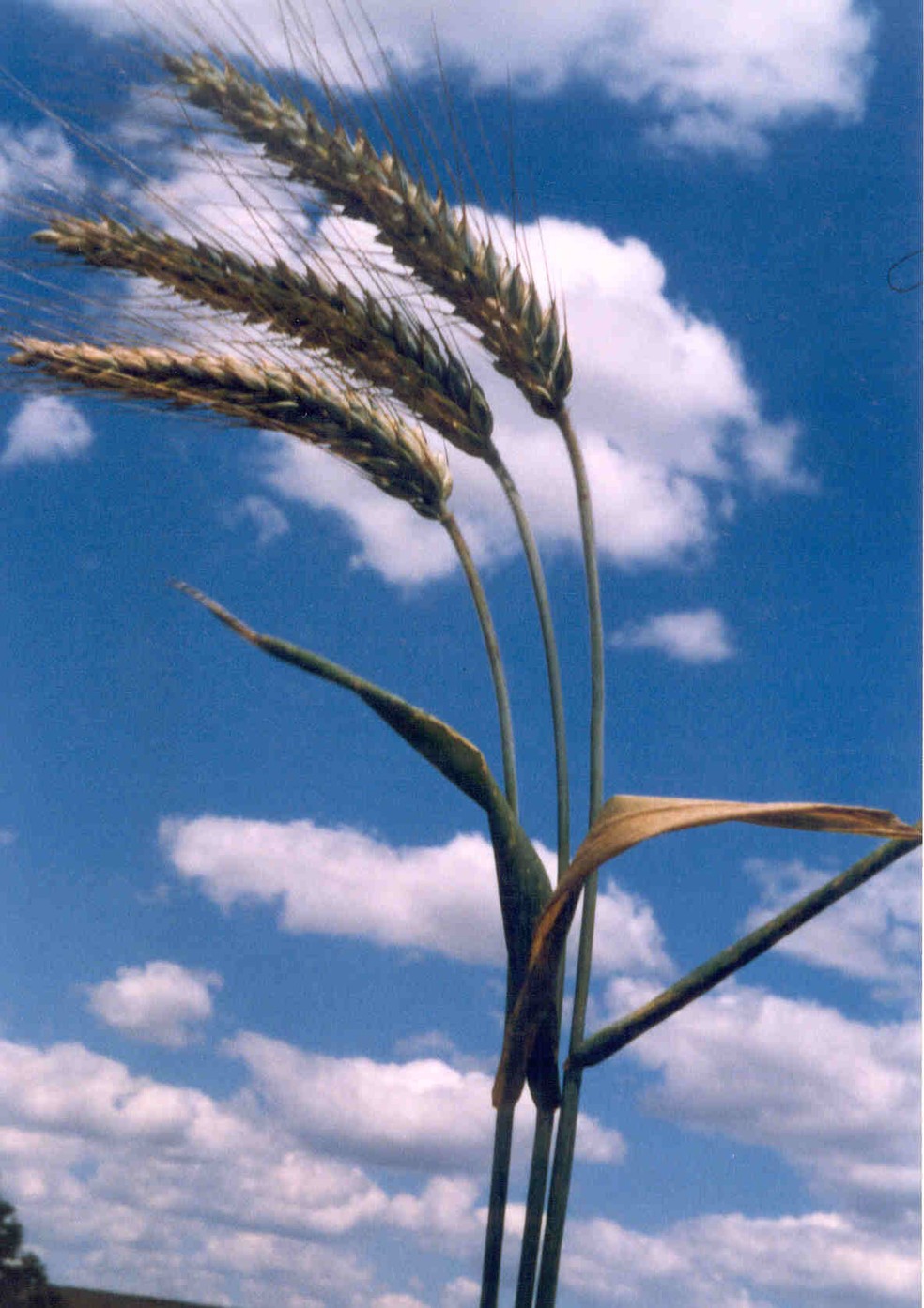 Espigas de triticale, combinação de trigo e cevada. — Foto: Embrapa