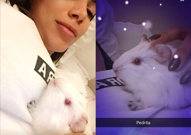 Anitta e a coelhinha, Pedrita (Foto: Reprodução/Instagram)
