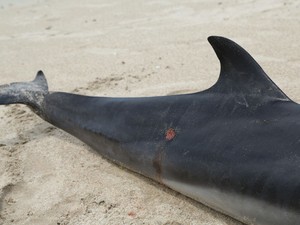Animal ficou ferido após ser mordido por tubarão (Foto: Arquivo Pessoal/Instituto Delta)