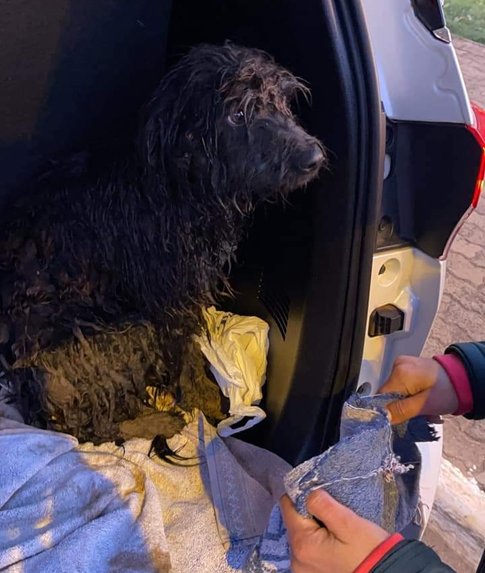 Cachorro foi resgatado do lago municipal com ajuda de moradores de Iacanga (SP) nesta quarta-feira (30) — Foto: Fábio Bueno/ Arquivo pessoal
