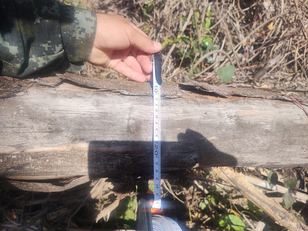 Vegetação nativa à beira de curso d'água foi destruída — Foto: Polícia Ambiental