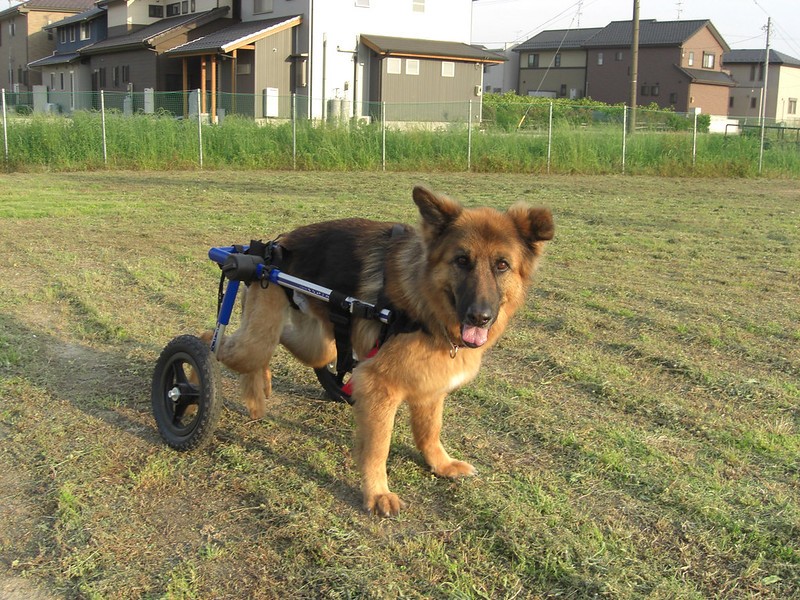 A cadeira de rodas para pets só pode ser utilizada por um tempo limitado, já que não é uma posição de repouso para eles (Foto: Flickr/ Handicapped Pets/ CreativeCommons)