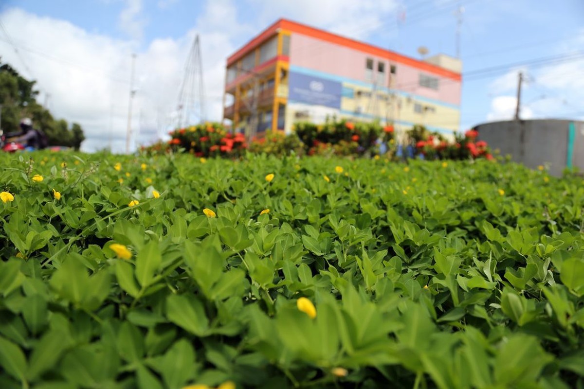 Capital do Acre usa tecnologia da pecuária no paisagismo urbano | Agricultura