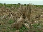 Seca de 2012 afeta produção de coco da Paraíba