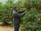 Censo sobre pomares de laranja é realizado na região de Itapetininga