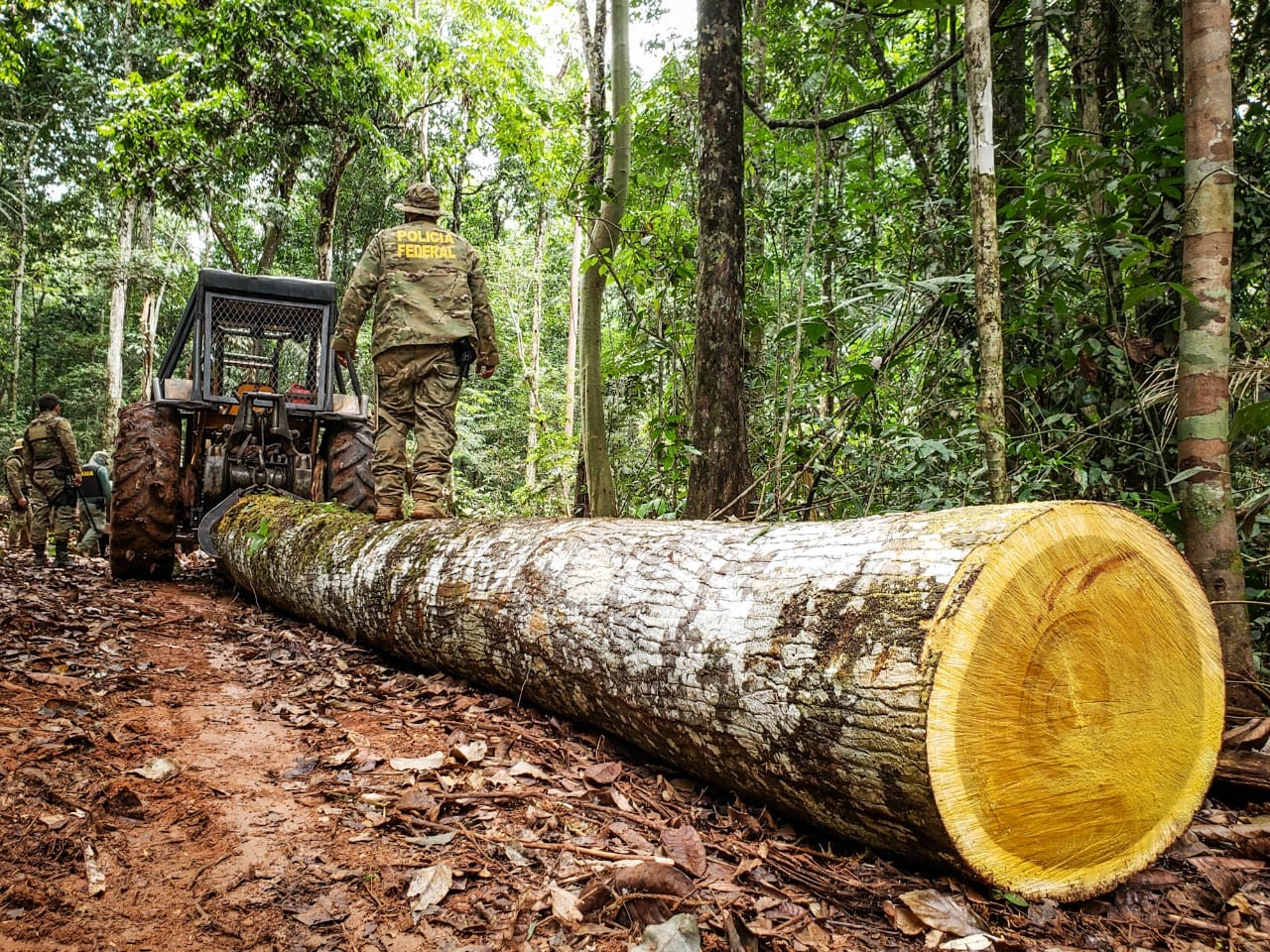 Homem é preso em ação da PF contra exploração de madeira na terra indígena Roosevelt em RO thumbnail