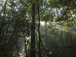 Floresta Amazônica Bolívia Madidi (Foto: Mileniusz Spanowicz/WCS)