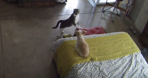 Gato intimida cão para que pare de latir em casa (Foto: Reprodução/YouTube)