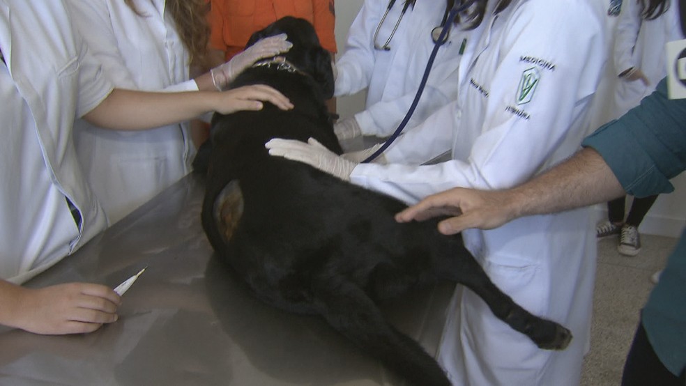 Após ajuda no resgate das vítimas de Brumadinho, Zeca foi diagnosticado com uma doença de pele — Foto: TV Globo/Reprodução