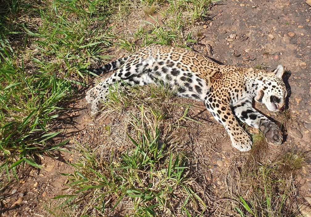 Onça-pintada morre após ser atropelada, em Teodoro Sampaio (SP) — Foto: Cedida