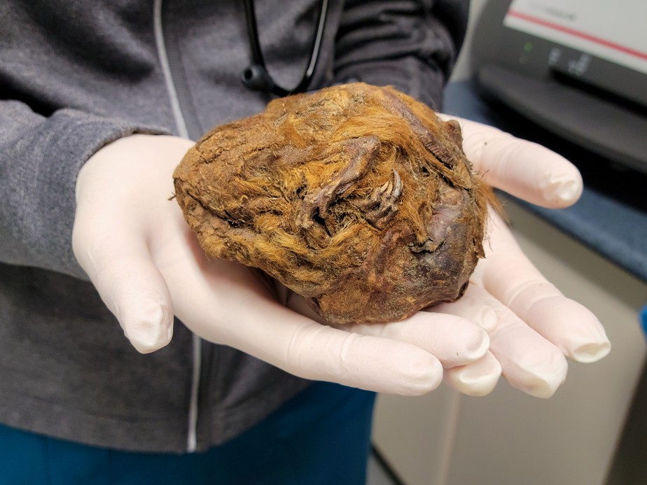 “Bola de pelo” encontrada no Canadá é esquilo de 30 mil anos; veja