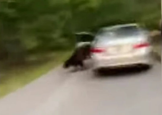 Urso dentro de carro (Foto: Reprodução/YouTube/Mary Jane Yarbrough via WMAZ-TV)
