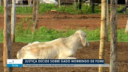 Justiça decide sobre rebanho de gado que vem morrendo de fome; entenda