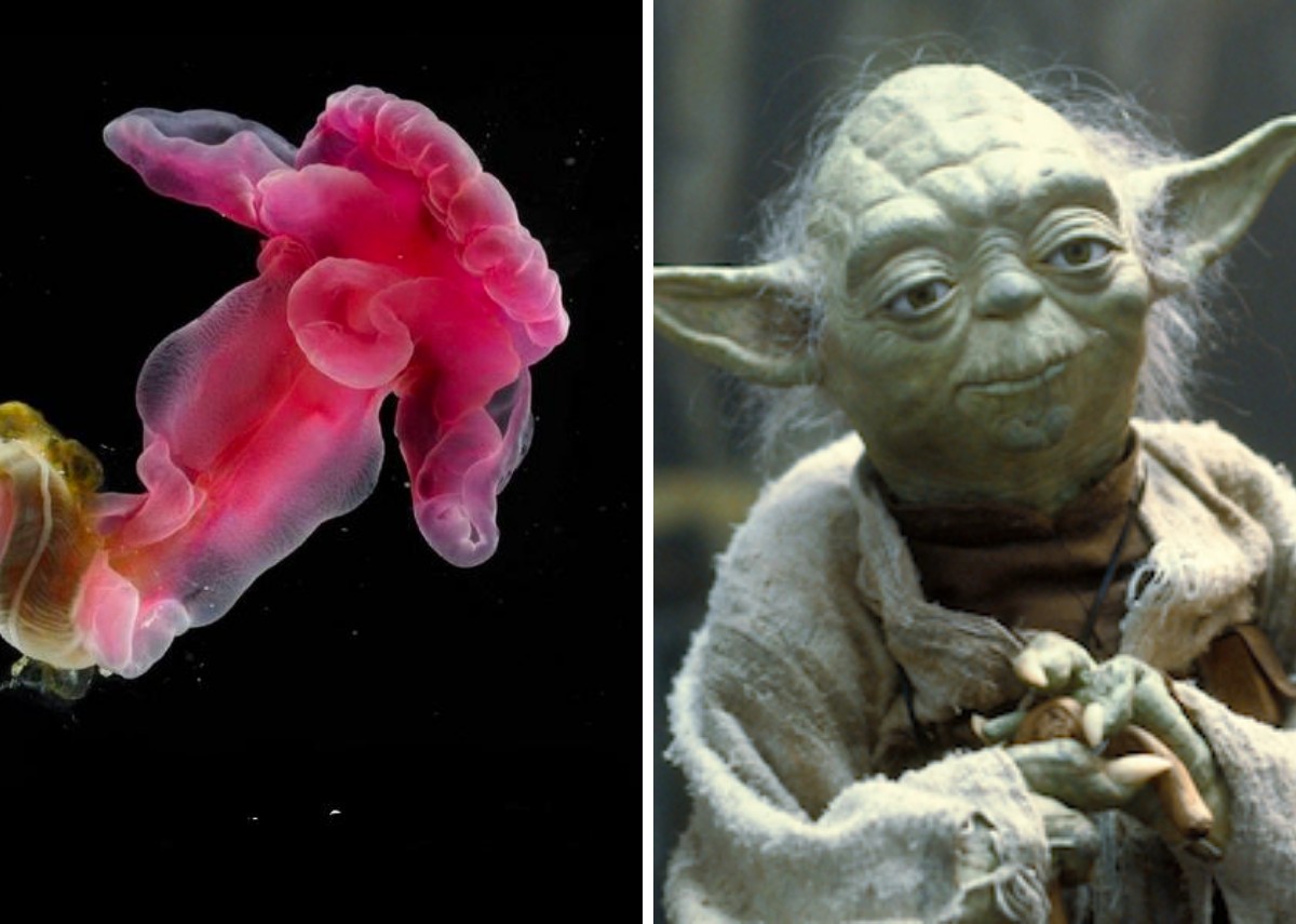 Yoda purpurata e o mestre Yoda (Foto: Domínio Público / WikimediaCommons / CreativeCommons | Lucasfilm / Reprodução)