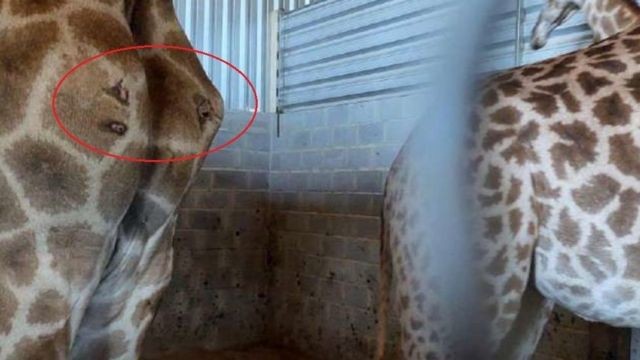 Foto mostra vários ferimentos na parte traseira de uma girafa importada pelo BioParque (Foto: POLÍCIA FEDERAL/DIVULGAÇÃO)