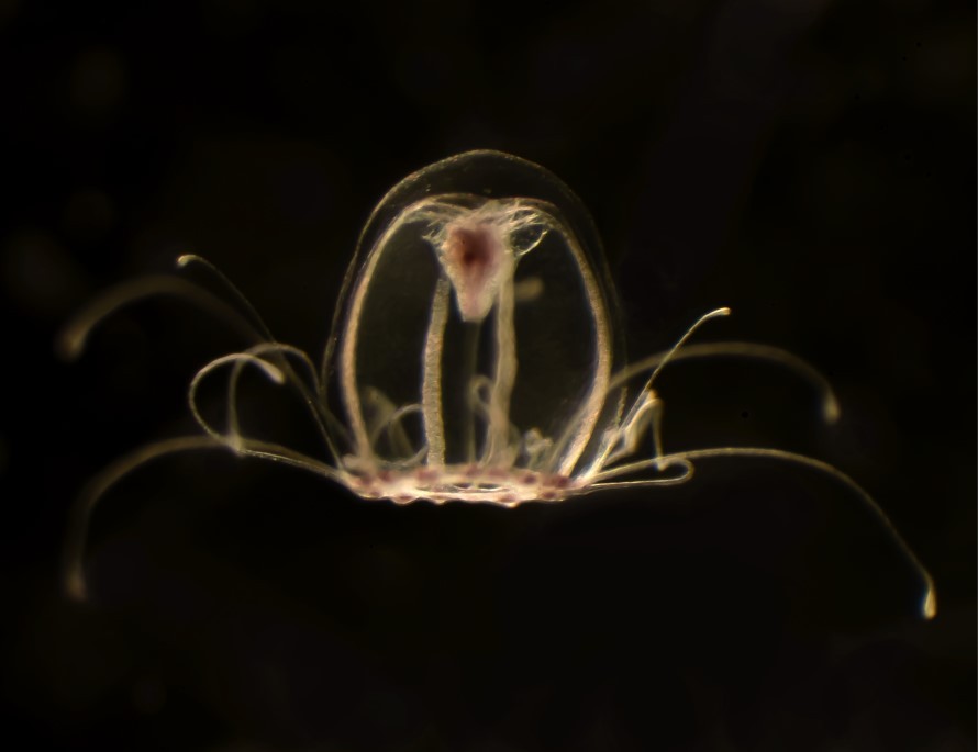 Após a fase reprodutiva , espécia Turritopsis dohrnii tem a capacidade de reverter seu ciclo de vida e rejuvenescer (Foto: Reprodução/Universidad de Oviedo)