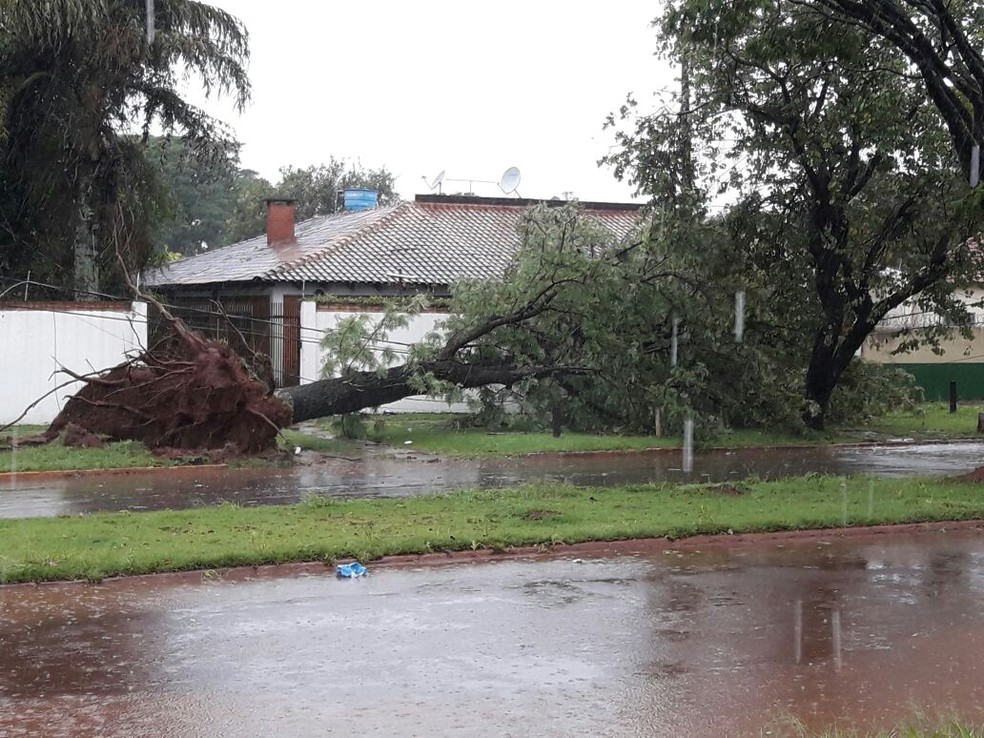 Árvore caída em porta de casa (Foto: Carlos da Cruz/TV Morena)