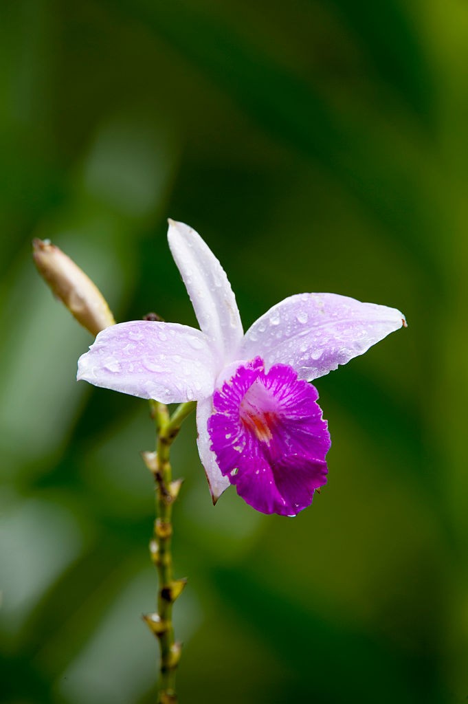Saiba como cultivar orquídea-bambu (Foto: Getty Images)