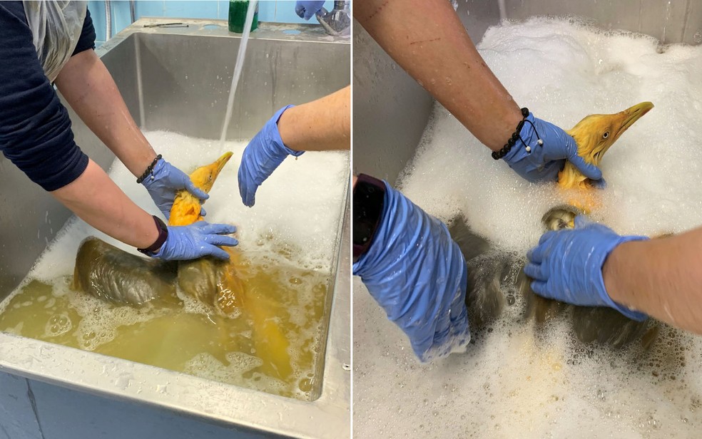 Ave 'laranja' recebeu um banho dos veterinário para retirar todo o curry que cobria suas penas. — Foto: Reprodução/Facebook/Tiggywinkles Wildlife Hospital