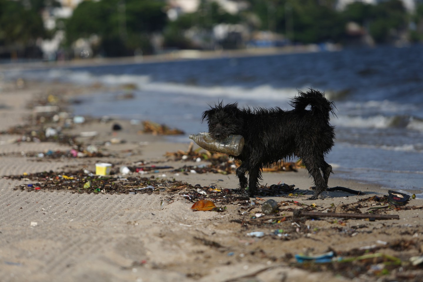 O cão Lobinho recolhe lixo na Praia da Bica, própria para banho — Foto: Lucas Tavares