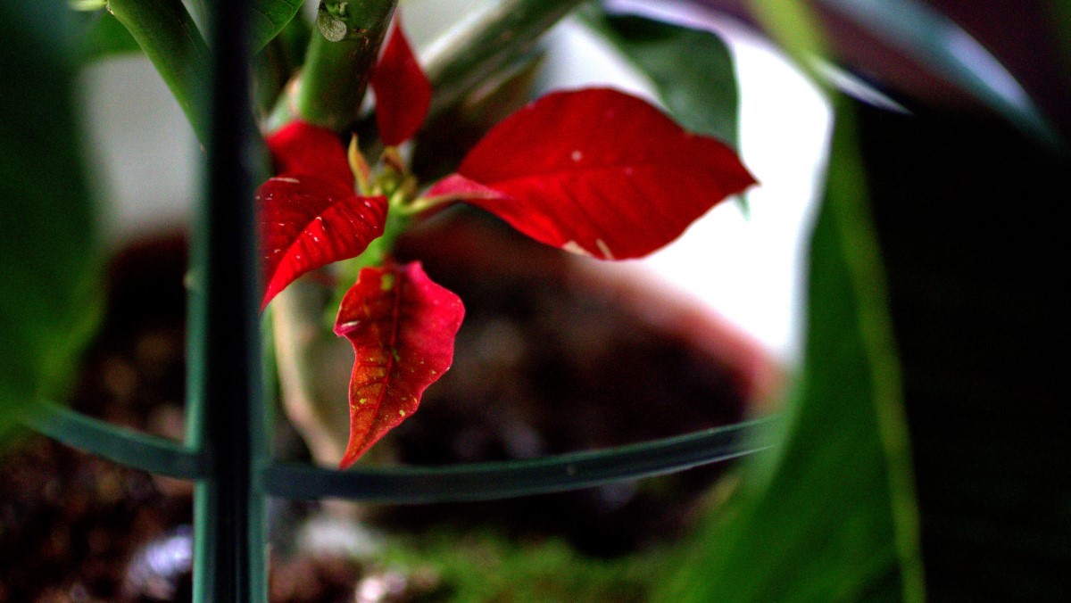 A poinsétia, também conhecida como bico-de-papagaio, é uma planta famosa pela intensa cor vermelha de suas folhas (Foto: Flickr / manuel m. v. / CreativeCommons)