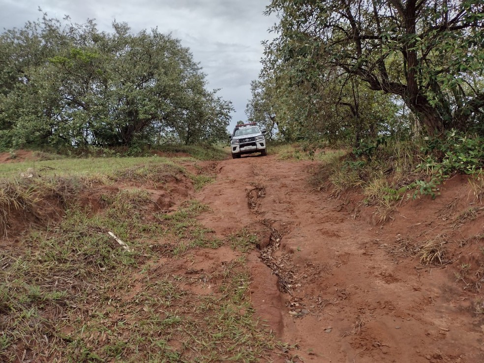Assentados foram multados em mais de R$ 35 mil por pastoreio de gado em área de reserva, em Mirante do Paranapanema (SP) — Foto: Polícia Militar Ambiental