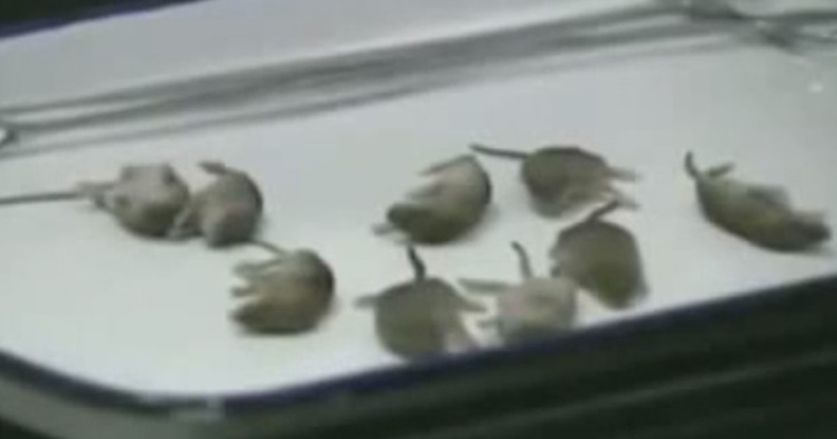 G1 - Inspetores acham 11 ratos 'viajando' de classe executiva na China -  notícias em Planeta Bizarro
