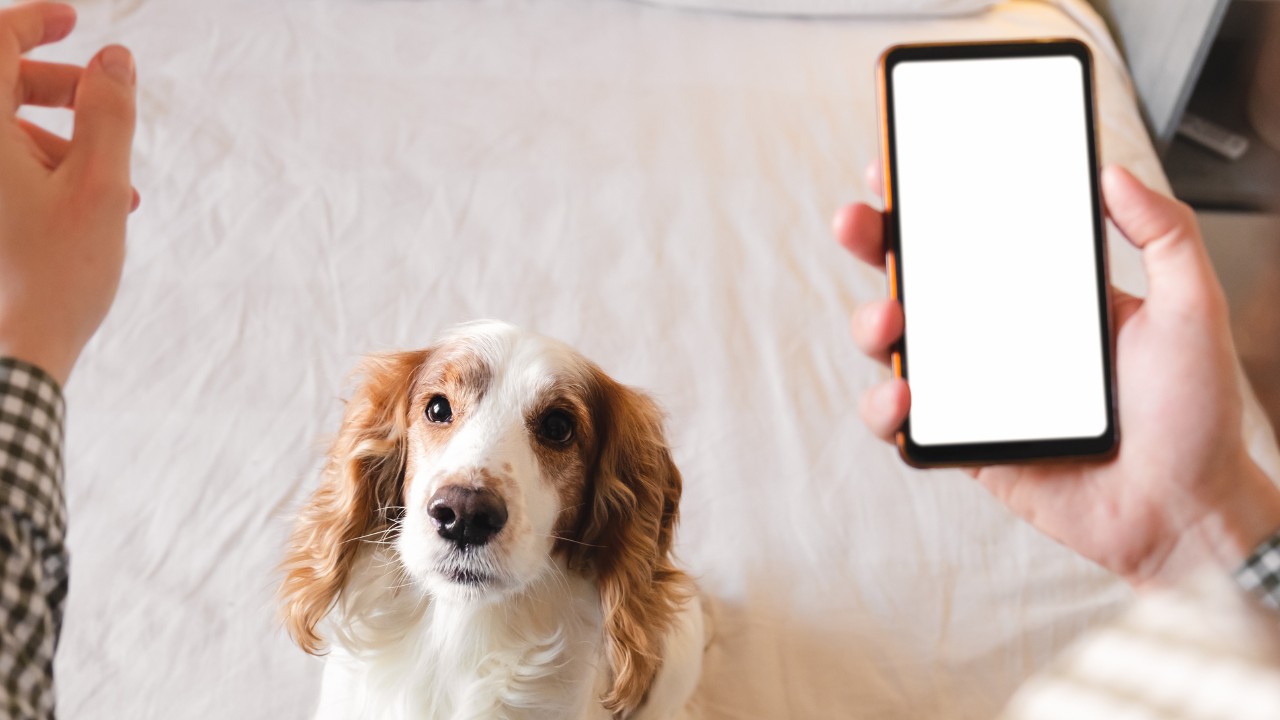 Aplicativos de celular prometem facilitar o cuidado de pets  (Foto: Canva / Creative Commoms)
