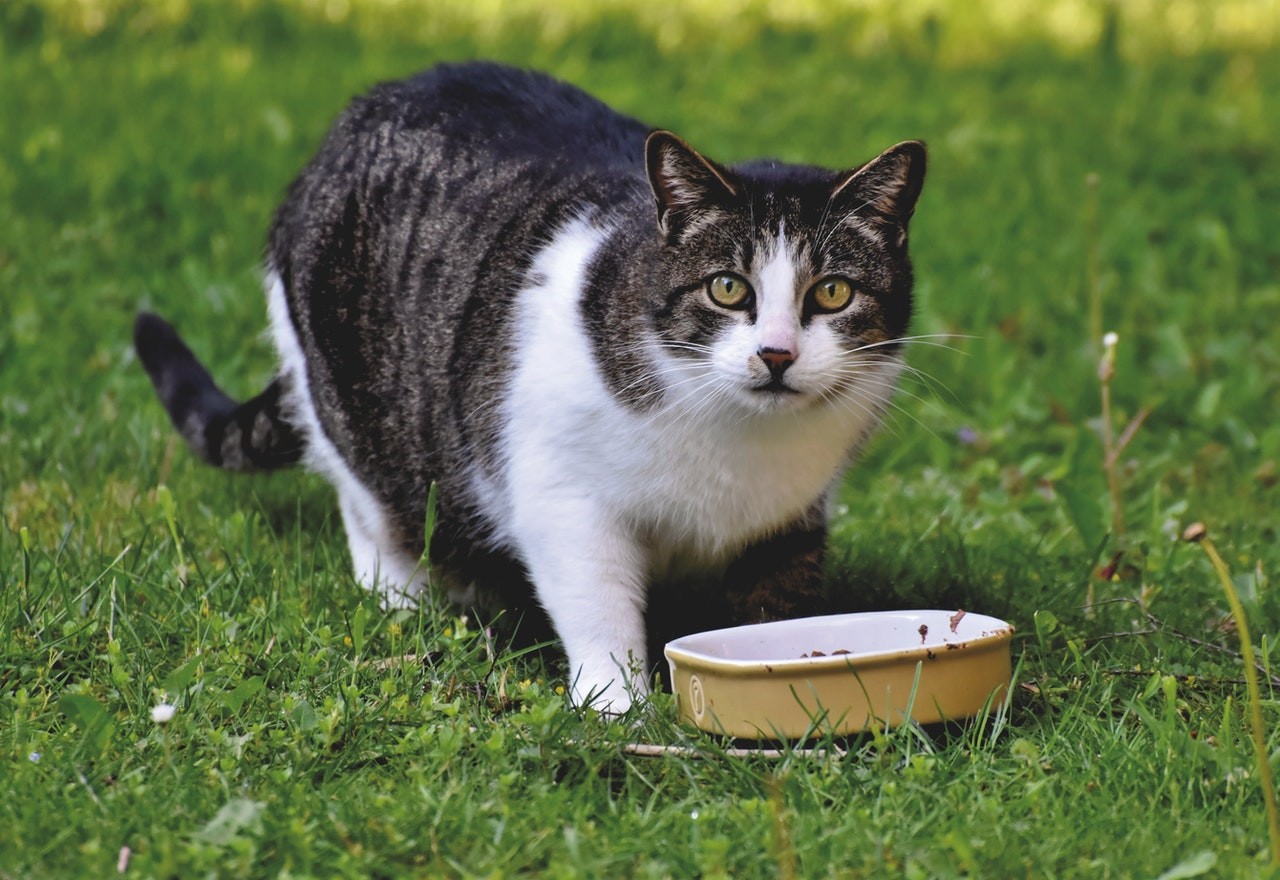Deixar comida a vontade para o gato, é um dos maiores contribuidores para diabetes e obesidade (Foto: pexels/ capriauto/ CreativeCommons)