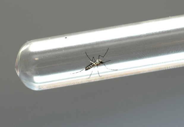 Mosquito Aedes aegypti é visto dentro de tubo apresentado por médicos durante palestra sobre dengue (Foto: Venilton Kuchler/ANPr )