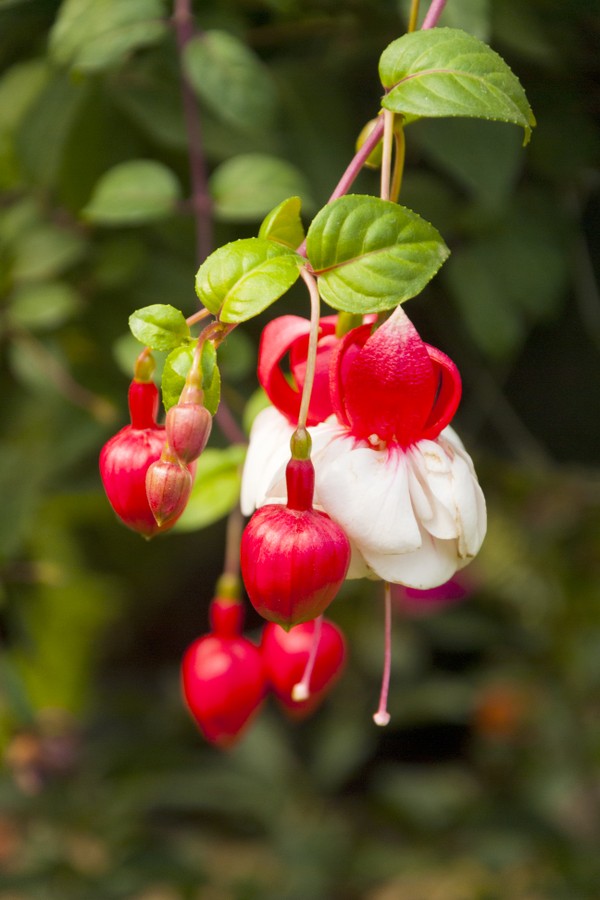 Fuchsia sp multi color flower. (Foto: Getty Images/iStockphoto)